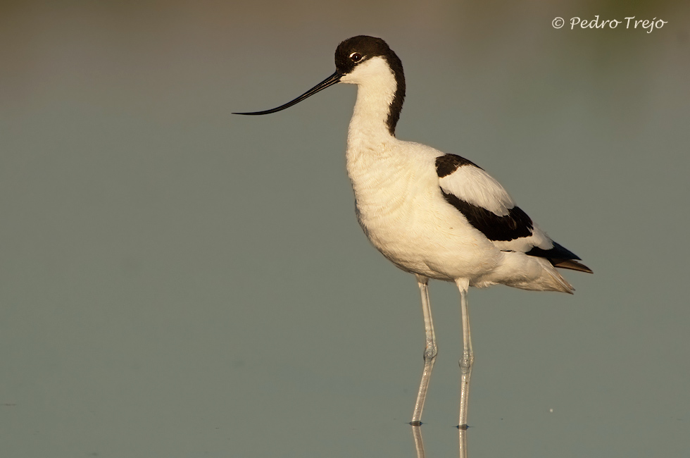 Avoceta (Recurvirostra avosetta)